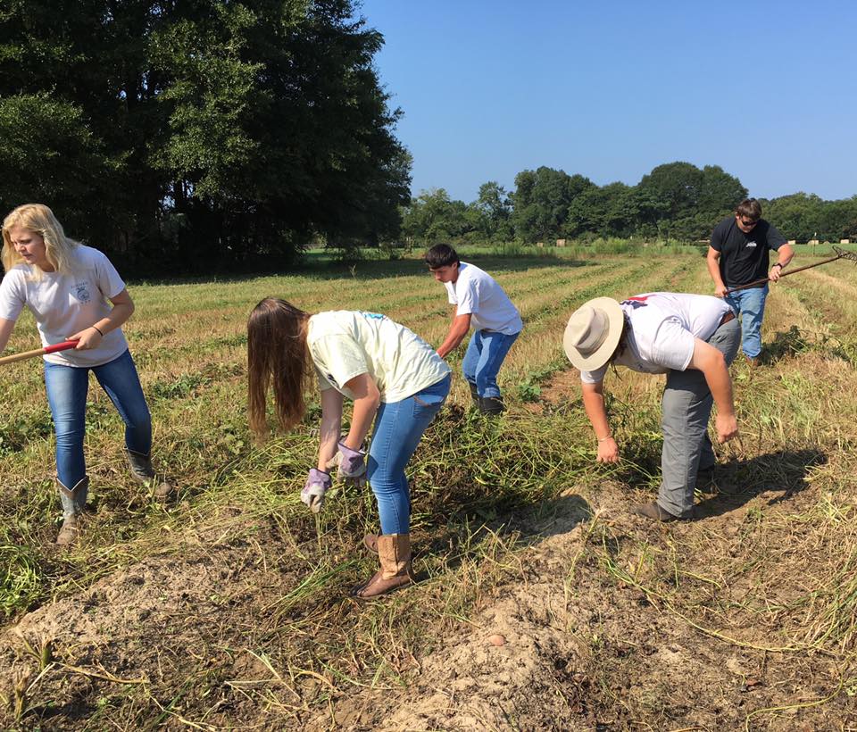 FFA member harvest crop FFA member harvest crop