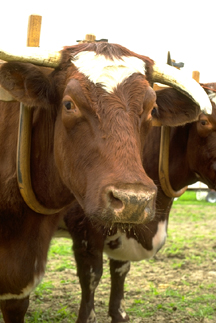 cow cow