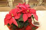 View 2011 Good Samaritans Christmas Dinner